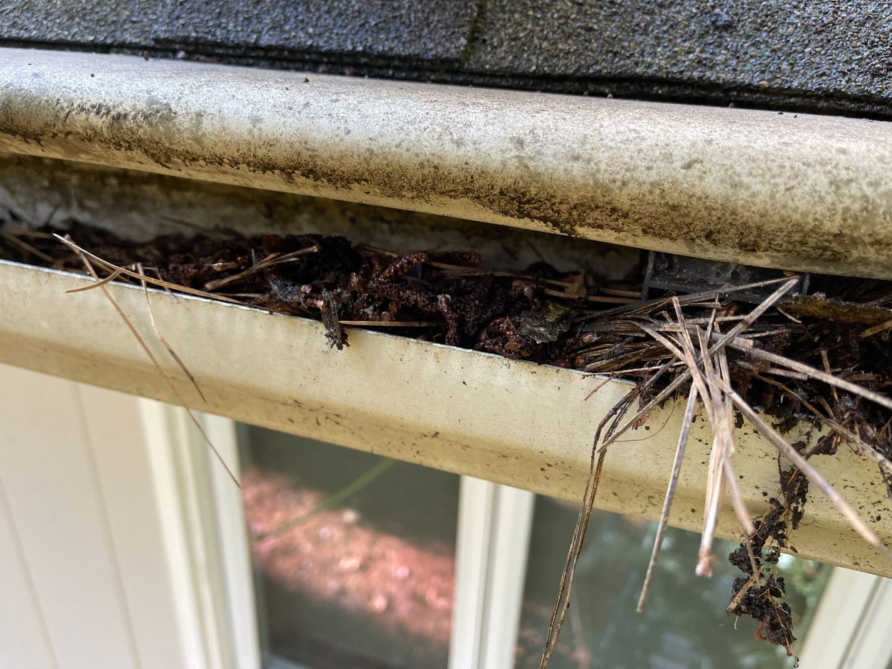 A gutter packed with pine straw, seed pods, and dirt under the shingles